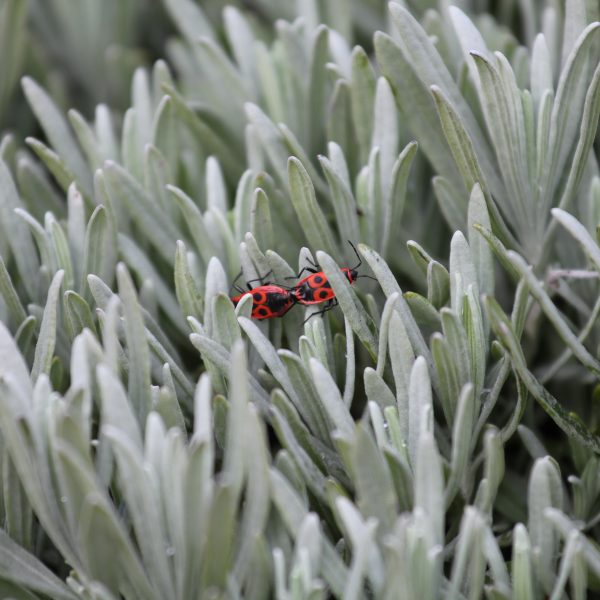 Slaapkamers - insectenwering