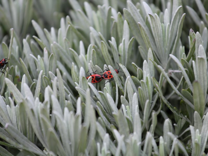 Slaapkamers - insectenwering